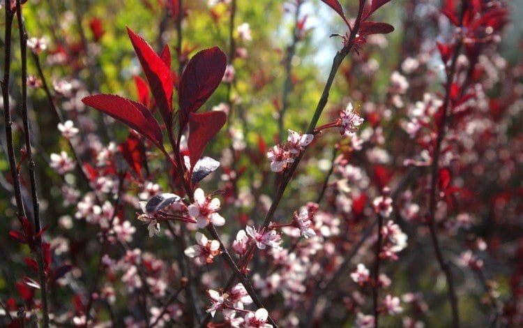 Gartensträucher mit roten Blättern prunus-x-cistena-zwerg-blutpflaume