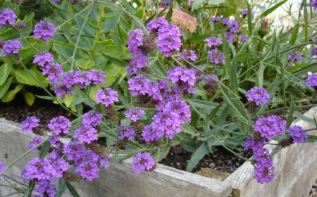 Glandularia Blume als Bodendecker