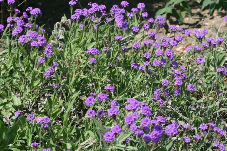 glandularia-blume-bodendecker-blumenbeet-inspiration-violett