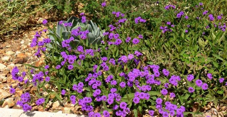 glandularia-blume-bodendecker-niedrig-pflanze-art-purpur