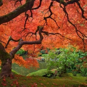 Japanischer Ahorn im Garten