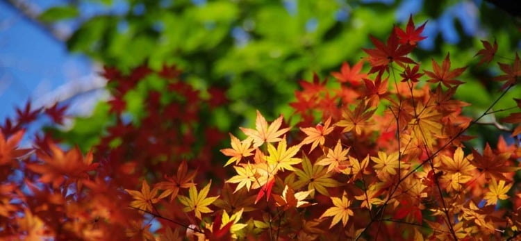 japanischer-ahorn-garten-saiho-gold-orange-klein-blaetter-bonsai