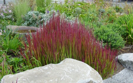 Japanisches Blutgras im Garten