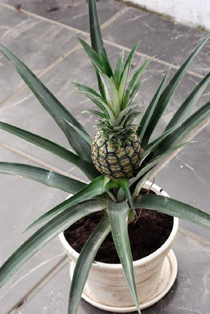 nachwachsendes-gemuse-wasser-ananas-topfpflanze-blumentopf