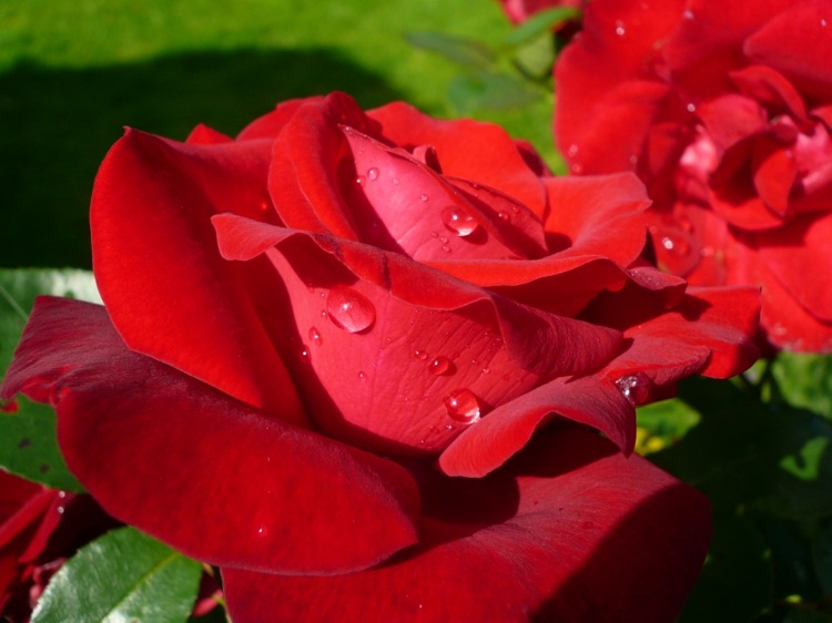 Natron zum Backen rosen-rot-auffrischen-garten
