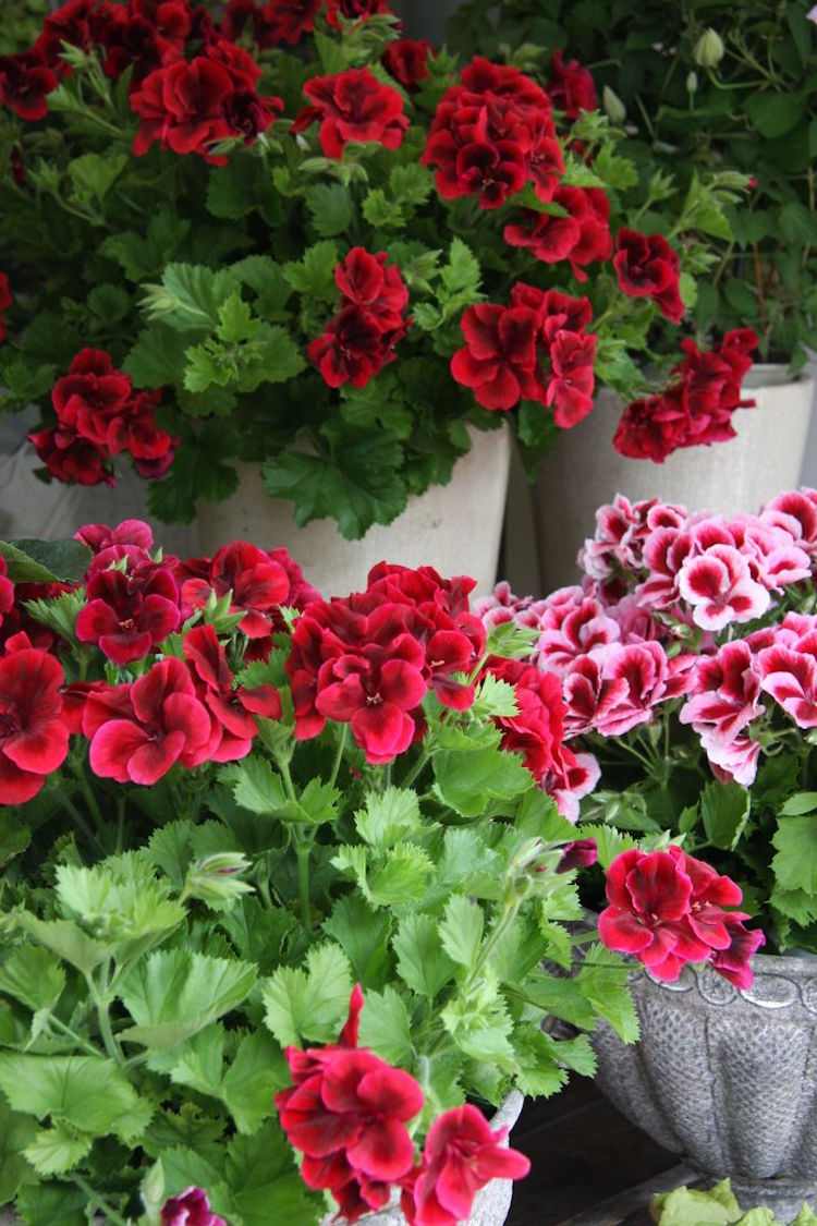 pflanzen-gegen-muecken-hausmittel-duftgeranie-pelargonie-prachtvoll-purpur-rot