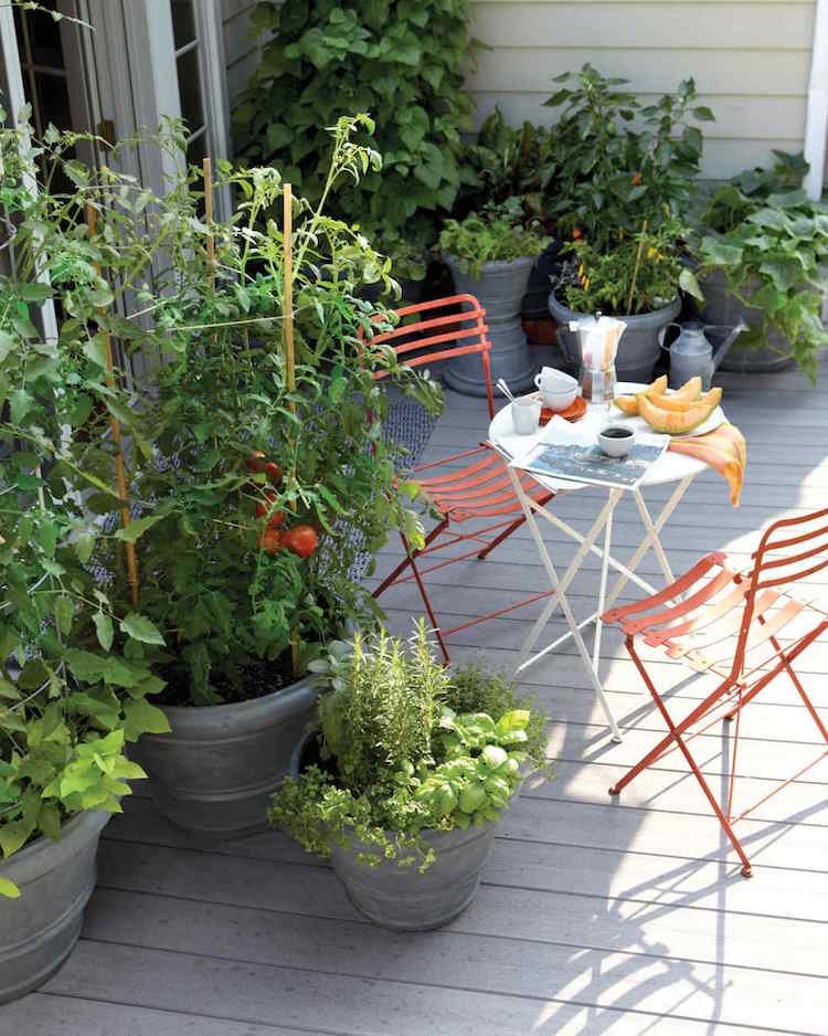 pflanzen-gegen-muecken-hausmittel-tomaten-topfpflanze-blumenkuebel-terrasse