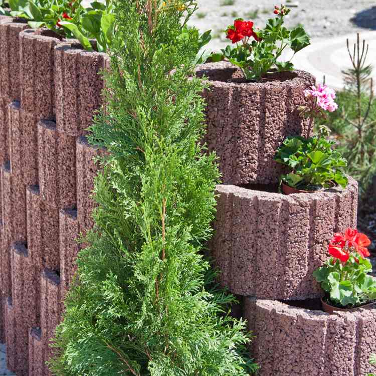 pflanzringe-beton-setzen-gartengestaltung-ziegelrot-blumen-zierpflanzen-geranien-zypresse