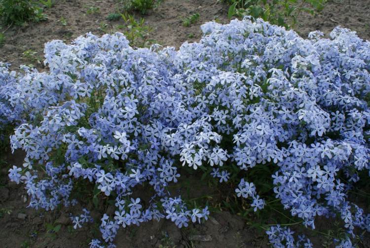 phlox-pflanzen-divaricata-hellblau-farbe-bepflanzung-outdoor