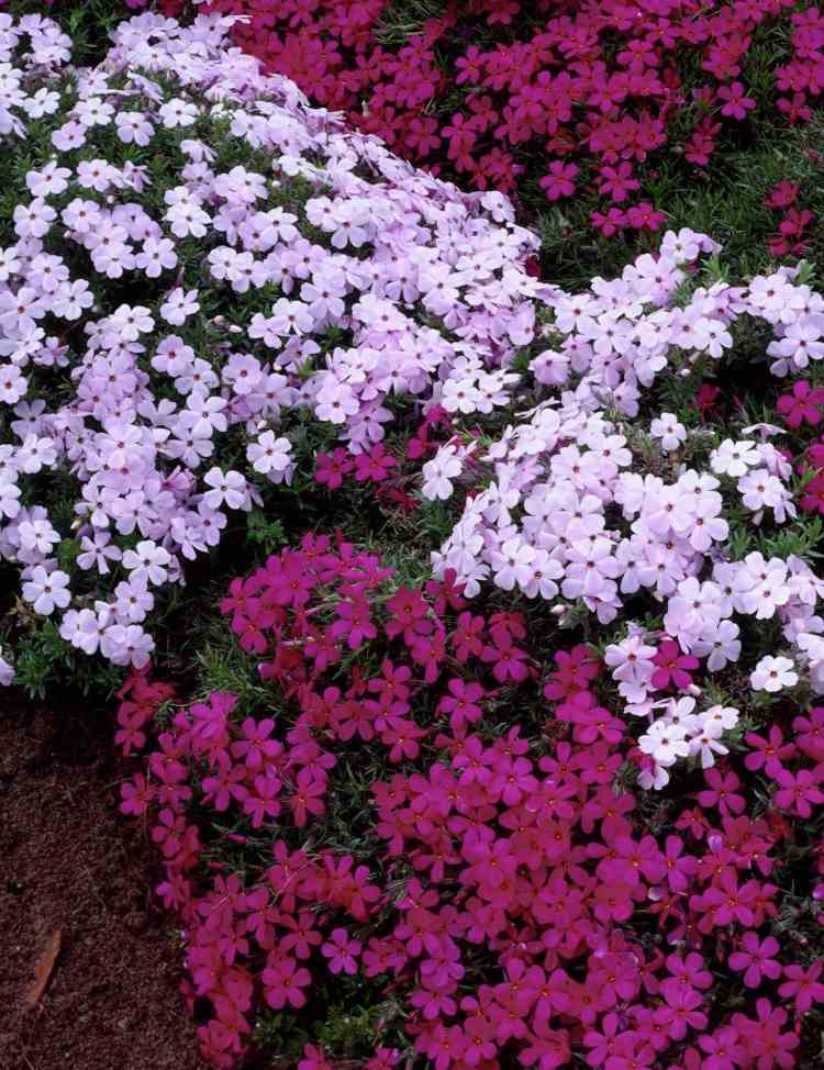 phlox-pflanzen-douglasii-kombinieren-sorten-rosa-purpur-blumen-mix
