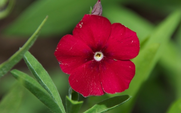 phlox pflanzen drummondii-flammenblume-rot-landschaftsbau-huebsch