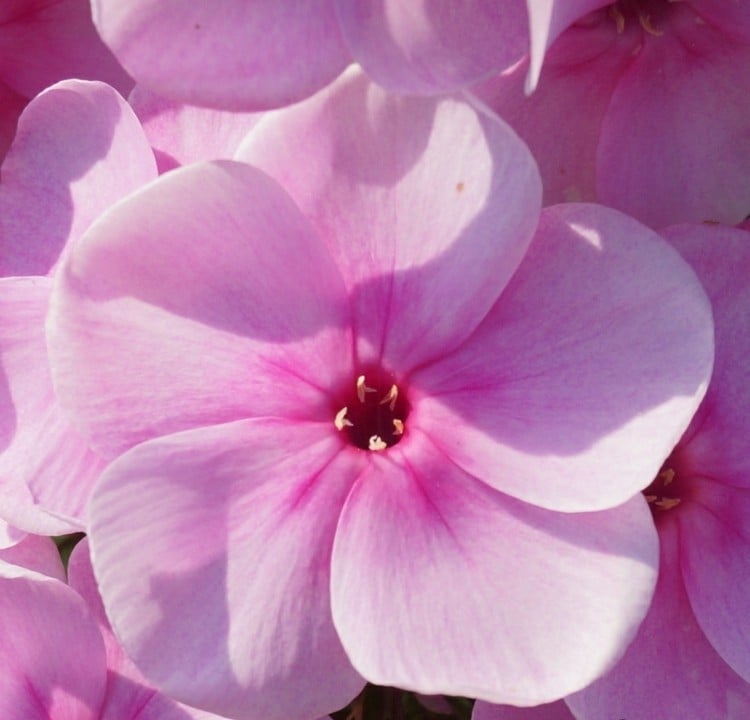 phlox-pflanzen-rosa-arendsii-zierpflanze-flammenblume-rosa-farbe