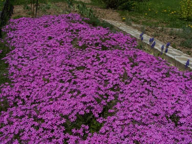 phlox-pflanzen-subulata-violett-bodendecker-sommer-bluetezeit