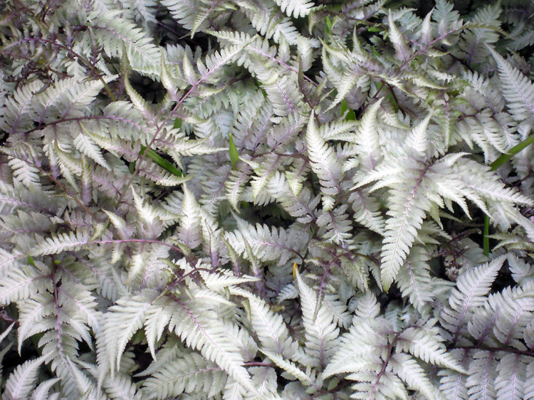 silberlaubige-pflanzen-garten-topfpflanze-Japanischer-Regenbogenfarn-staude-winterhart