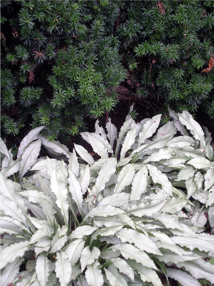 Silberlaubige Pflanzen -garten-topfpflanze-Silbriges-Lungenkraut-unterbepflanzung