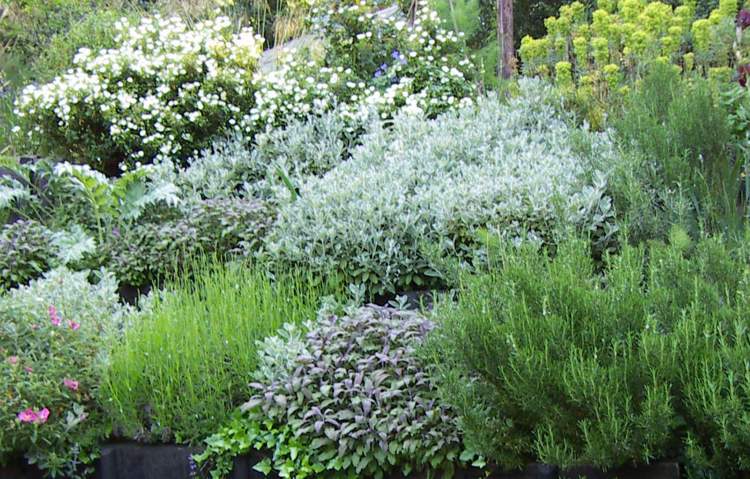 Silberlaubige Pflanzen -garten-topfpflanze-graue-weiss-blühende-gartengestaltung