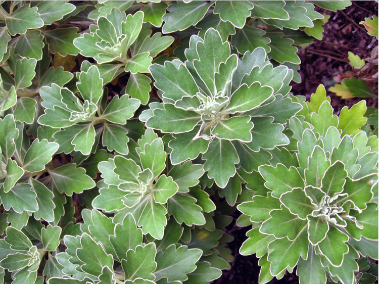 Silberlaubige Pflanzen -garten-topfpflanze-silberrand-chrysantheme-frosthart-staude