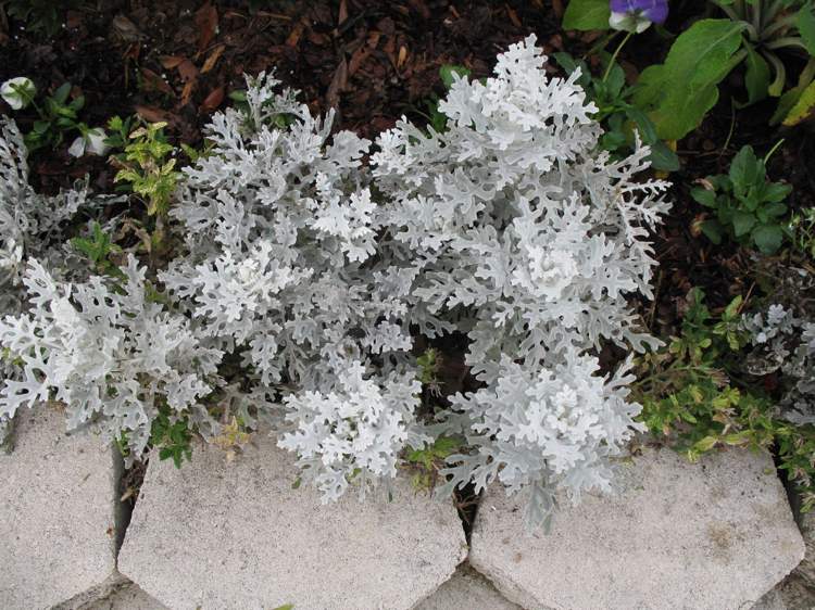 silberlaubige-pflanzen-garten-topfpflanze-zwergstrauch-silberblatt-winterhart