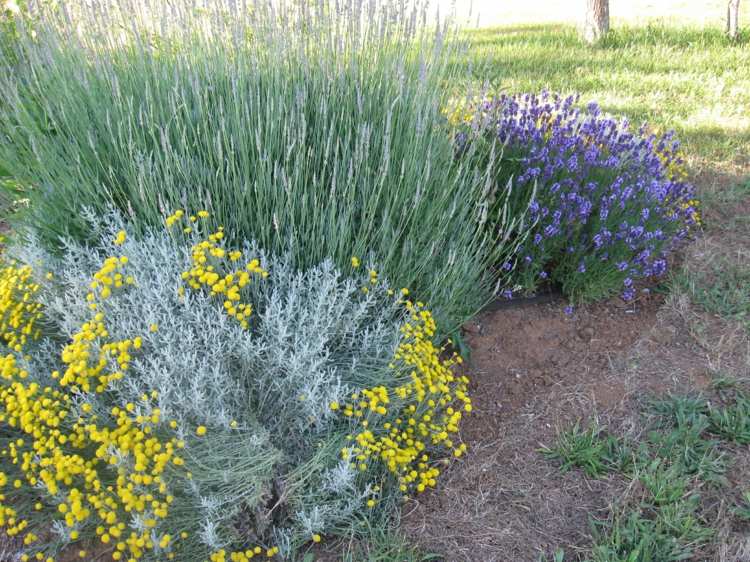 zypressen-heiligenkraut-pflanzen-lavendel-graeser-modern-landschaftsgestaltung