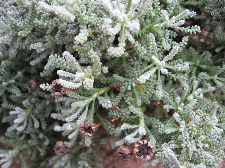 zypressen-heiligenkraut-pflanzen--santolina-chamaecyparissus-silber-farbe-staengel