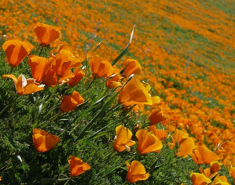 blumen-sonne-kalifornischer-mohn-orange-romantisch-landschaft-dekorieren