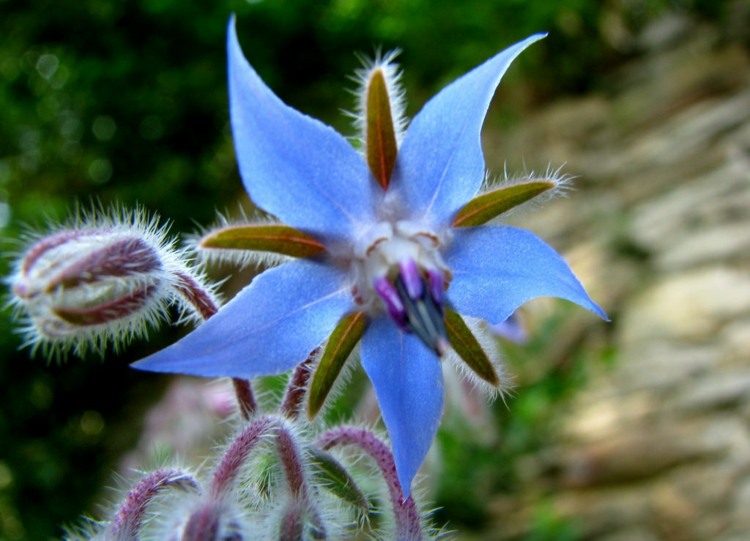 essbare-blumen-borretsch-borrago-officinalis-blau-bluete