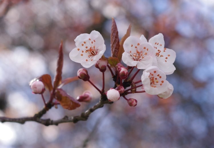 essbare-blumen-fruehling-kirsche-obstbaum-dekorieren-essen