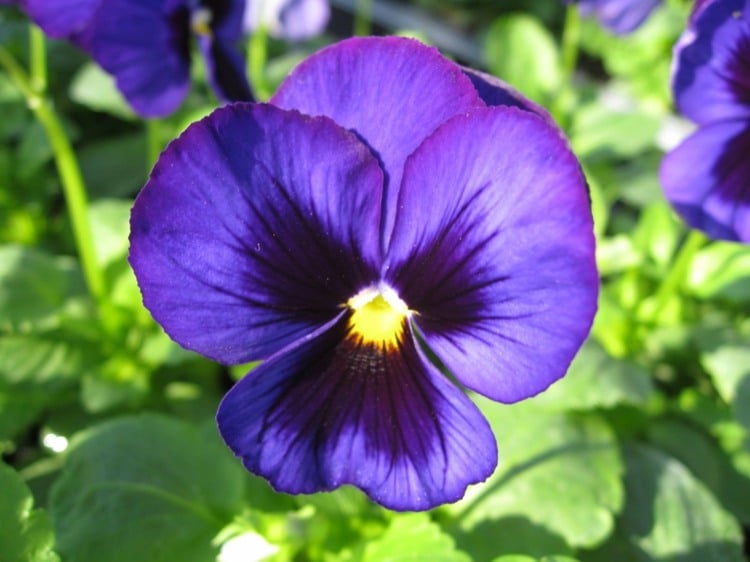 essbare-blumen-stiefmuetterchen-violaceae-blau-zuechtung-verzierung-gerichte