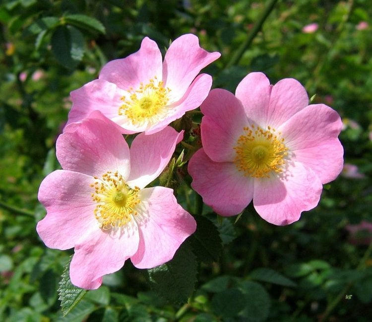 essbare-blumen-wildrose-rosa-herzform-salat-suesslich