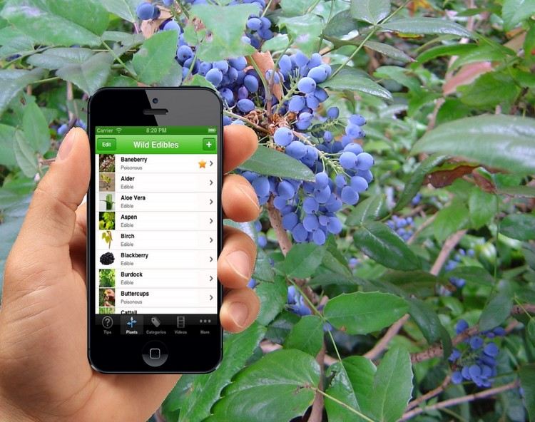 Hilfreiche Apps essbare-pflanzen-beeren-bestimmen-smartphone