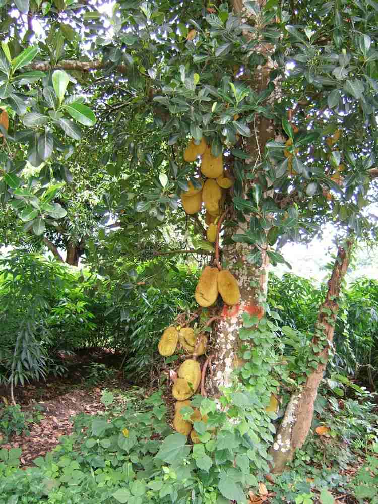 jackfrucht-baum-tropisch-asien-reife-fruechte