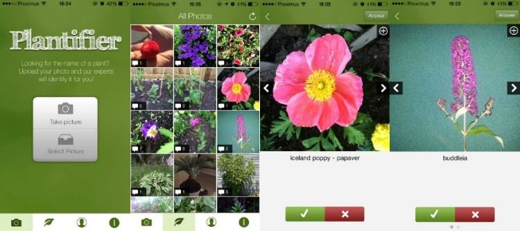 pflanzen-bestimmen-app-plantifier-funktional-technologie