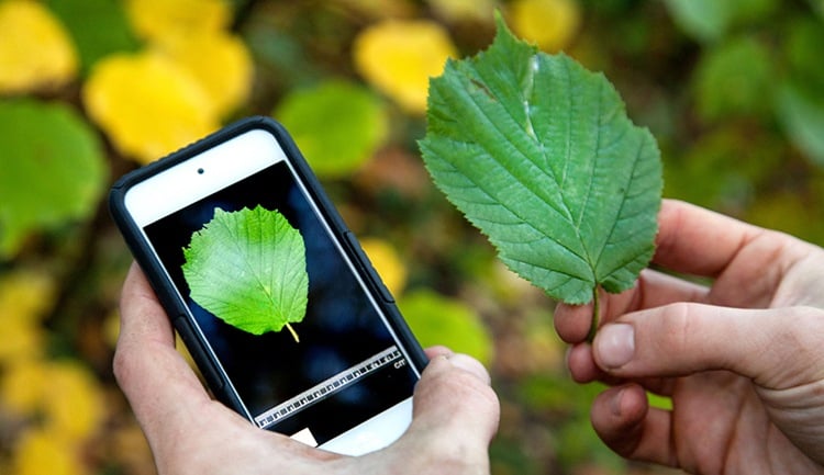 Pflanzen bestimmen -app-technologie-entdecken-information
