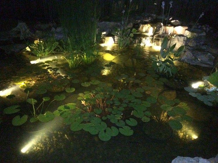 teichbeleuchtung-led-unterwasser-strahler-seerosen-blätter-pflanzen