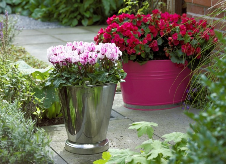 Deko Mit Alpenveilchen Und Pflegetipps Fur Cyclamen Im Winter