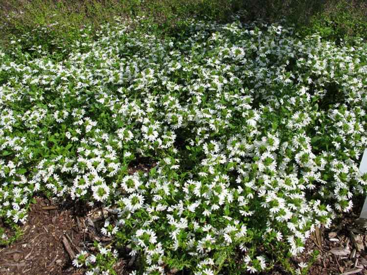 Begehbare Bodendecker teppich-verbene-summer-pearls-phyla-nodiflora-japan