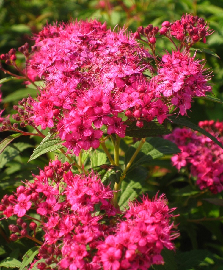 blühende sträucher für den garten