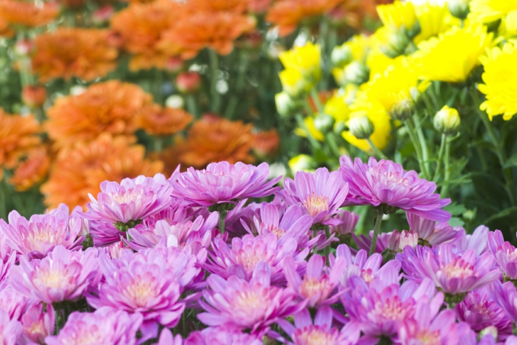 garten-herbst-chrysanthemen-pink-orange-gelb-buschig-wachstum