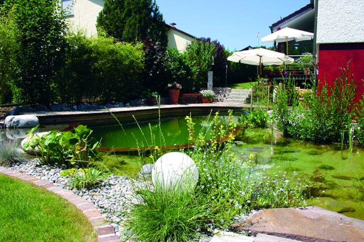 Gartengestaltung mit Wasser swimmteich-naturpool-uferpflanzen