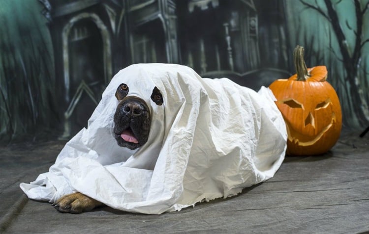halloween-kostüme-selber-machen-gespenst-hund-lustig