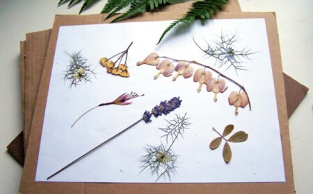 Herbarium anlegen