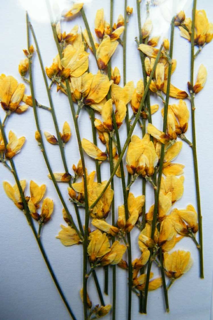 herbarium anlegen gelb-blumen-staengel-getrocknete-pflanzen