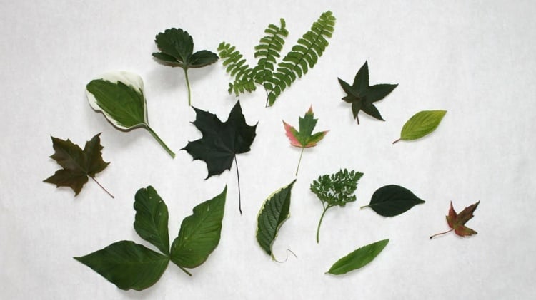 herbarium anlegen gruene-blaetter-laub-herbst-deko-naturmaterialien