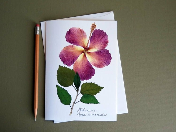 herbarium-anlegen-hibiskus-getrocknete-blumen-rosa-geschenk