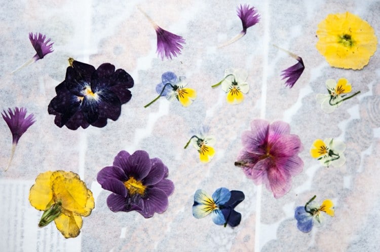 Herbarium Anlegen Tipps Techniken Zum Trocknen Der Blumen