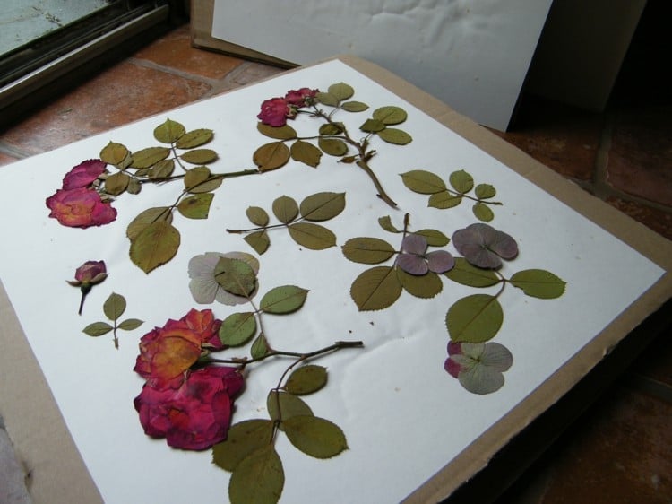 herbarium-anlegen-rosen-trocknen-inspiration-basteln-blaetter