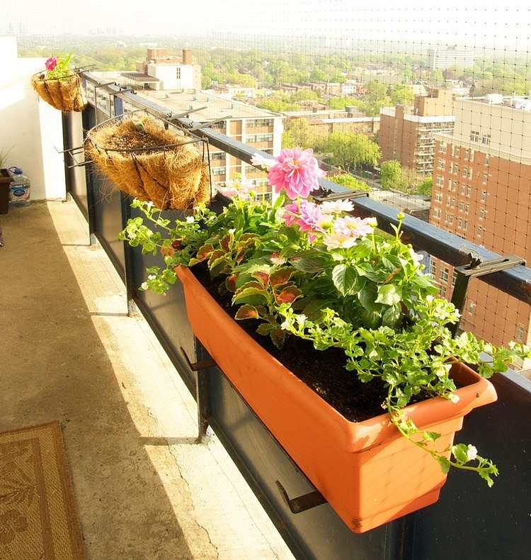 herbstblumen-balkon-balkonkästen-dahlia-rosa-buntnessel-fettblätter-blumenkasten