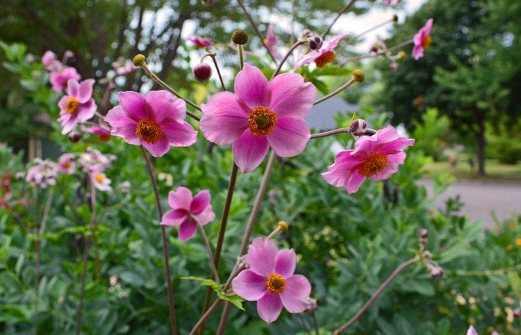 herbstblumen-balkon-bepflanzen-herbst-anemone-japonica-lila-blüten