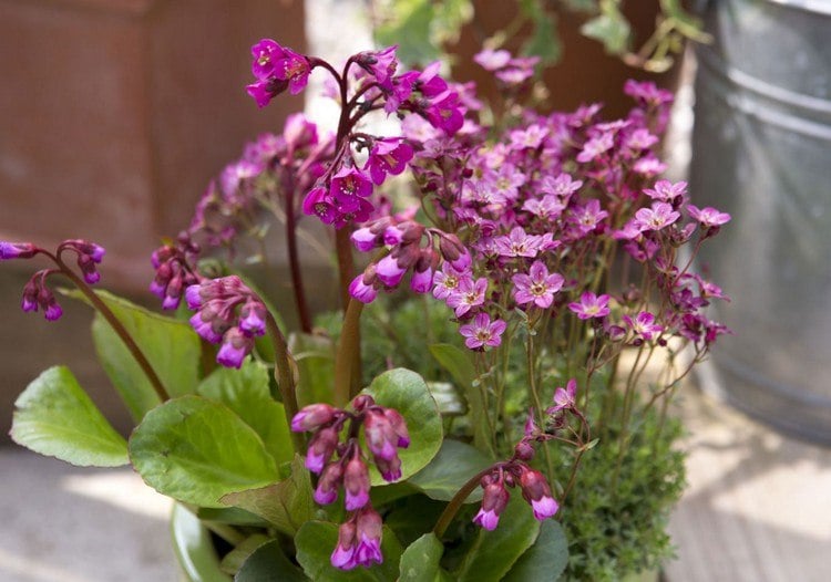 herbstblumen-balkon-bergenie-herbstblüte-lila-blüten-balkonpflanze