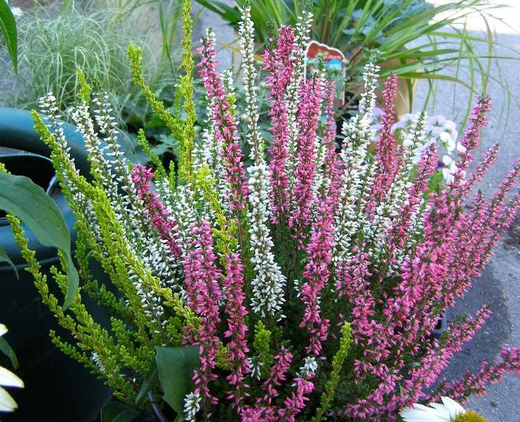 herbstblumen-balkon-erika-pflanze-heidekraut-weiss-grün-lila
